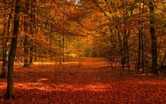 Desktop wallpaper. Nature. ID:85410