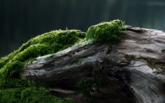 Desktop wallpaper. Nature. ID:85546