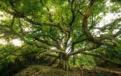 Desktop wallpaper. Nature. ID:86383