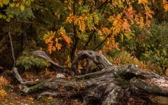 Desktop wallpaper. Nature. ID:86866
