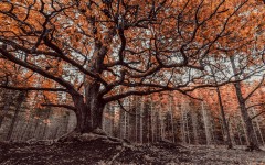 Desktop wallpaper. Nature. ID:86932