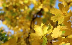 Desktop wallpaper. Nature. ID:87340