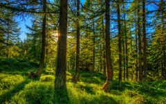 Desktop wallpaper. Nature. ID:87962
