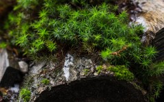 Desktop wallpaper. Nature. ID:88860