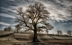 Desktop wallpaper. Nature. ID:88861