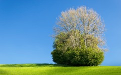 Desktop wallpaper. Nature. ID:88873