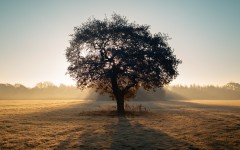 Desktop wallpaper. Nature. ID:88990