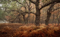 Desktop wallpaper. Nature. ID:89061