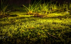Desktop wallpaper. Nature. ID:89175