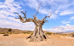 Desktop wallpaper. Nature. ID:89352