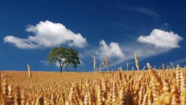 Desktop wallpaper. Nature. ID:89547