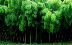 Desktop wallpaper. Nature. ID:90406