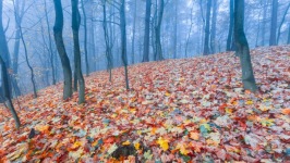Desktop wallpaper. Nature. ID:90466