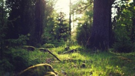 Desktop wallpaper. Nature. ID:90505