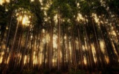 Desktop wallpaper. Nature. ID:95198