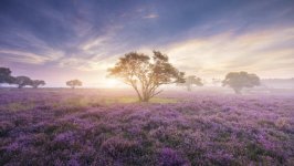 Desktop wallpaper. Nature. ID:95835