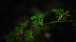 Desktop wallpaper. Nature. ID:97572