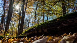 Desktop wallpaper. Nature. ID:99385