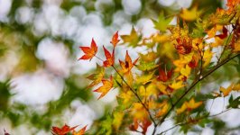 Desktop image. Nature. ID:99449