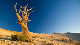 Desktop image. Nature. ID:99672