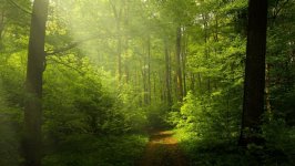 Desktop image. Nature. ID:99680