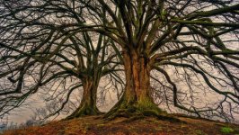 Desktop image. Nature. ID:99893