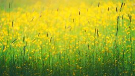 Desktop wallpaper. Nature. ID:101197