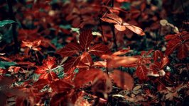 Desktop wallpaper. Nature. ID:133311