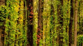 Desktop image. Nature. ID:133880