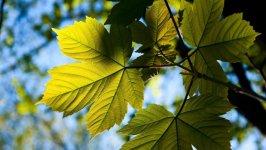 Desktop wallpaper. Nature. ID:135088