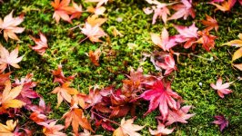 Desktop wallpaper. Nature. ID:135140