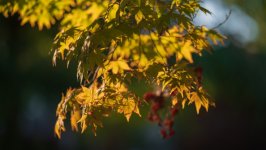 Desktop image. Nature. ID:143179