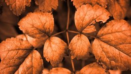 Desktop wallpaper. Nature. ID:143484