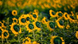 Desktop wallpaper. Nature. ID:143504