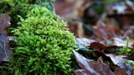 Desktop image. Nature. ID:144780