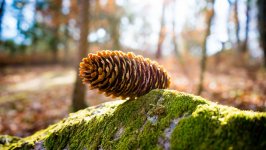 Desktop wallpaper. Nature. ID:145541