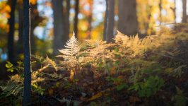 Desktop wallpaper. Nature. ID:147930