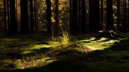Desktop wallpaper. Nature. ID:148348