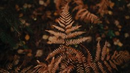 Desktop image. Nature. ID:150980