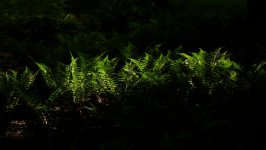 Desktop image. Nature. ID:152174
