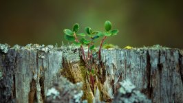 Desktop wallpaper. Nature. ID:156726