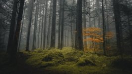 Desktop wallpaper. Nature. ID:164002