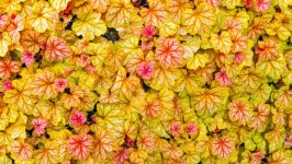 Desktop image. Nature. ID:166021