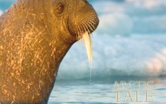Desktop wallpaper. Arctic Tale. ID:38726