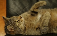 Desktop wallpaper. Cats. ID:41918