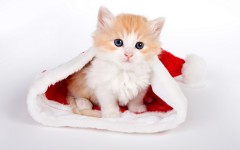 Desktop wallpaper. Cats. ID:41919
