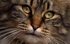 Desktop wallpaper. Cats. ID:41920