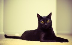 Desktop wallpaper. Cats. ID:41921