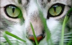 Desktop image. Cats. ID:41922