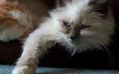 Desktop image. Cats. ID:41923
